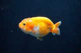 Juvenile Ranchu  Red White 3 Inch (ID#404R9b-54) Free2Day SHIPPING