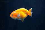 Juvenile Ranchu  Red White 3 Inch (ID#404R9b-54) Free2Day SHIPPING