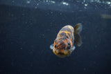 Juvenile Ranchu  Calico 3 Inch (ID#1217R9b-52) Free2Day SHIPPING