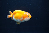 Juvenile Ranchu  Red White 3 Inch (ID#404R9b-54) Free2Day SHIPPING