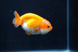 Juvenile Ranchu  Red White 3 Inch (ID#404R9b-54) Free2Day SHIPPING