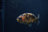 Juvenile Ranchu  Calico 3 Inch (ID#1217R9b-52) Free2Day SHIPPING