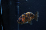 Juvenile Ranchu  Calico 3 Inch (ID#1217R9b-52) Free2Day SHIPPING