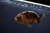 Juvenile Ranchu  Calico 3 Inch (ID#1217R9b-52) Free2Day SHIPPING