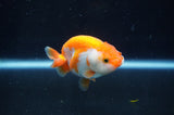 Juvenile Ranchu  Red White 3 Inch (ID#404R9b-55) Free2Day SHIPPING