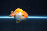 Juvenile Ranchu  Red White 3 Inch (ID#404R9b-55) Free2Day SHIPPING