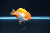 Juvenile Ranchu  Red White 3 Inch (ID#404R9b-55) Free2Day SHIPPING