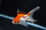 Ryukin Longtail Red White 4.5 Inch (ID#1011Ry7b-10) Free2Day SHIPPING