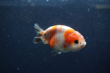 Juvenile Ranchu  Calico 3.5 Inch (ID#1217R9b-53) Free2Day SHIPPING