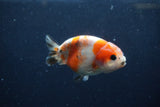 Juvenile Ranchu  Calico 3.5 Inch (ID#1217R9b-53) Free2Day SHIPPING