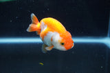 Juvenile Ranchu  Red White 3 Inch (ID#404R9b-55) Free2Day SHIPPING