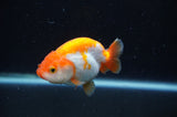Juvenile Ranchu  Red White 3 Inch (ID#404R9b-55) Free2Day SHIPPING