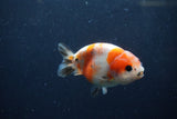 Juvenile Ranchu  Calico 3.5 Inch (ID#1217R9b-53) Free2Day SHIPPING