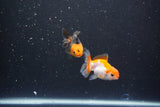 2Pack Thai Oranda   2 Inch (ID#1105ToPTD-8) Free2Day SHIPPING