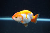 Juvenile Ranchu  Red White 3 Inch (ID#404R9b-55) Free2Day SHIPPING