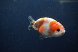 Juvenile Ranchu  Calico 3.5 Inch (ID#1217R9b-53) Free2Day SHIPPING