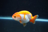 Juvenile Ranchu  Red White 3 Inch (ID#404R9b-55) Free2Day SHIPPING