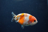 Juvenile Ranchu  Calico 3.5 Inch (ID#1217R9b-53) Free2Day SHIPPING