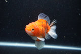 Thai Oranda  Calico 3.5 Inch (ID#1203To5b-101) Free2Day SHIPPING