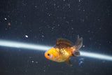 2Pack Thai Oranda   2 Inch (ID#1105ToPTD-8) Free2Day SHIPPING