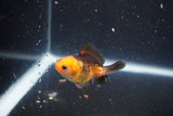 2Pack Thai Oranda   2 Inch (ID#1105ToPTD-8) Free2Day SHIPPING