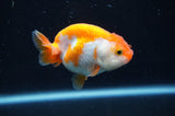 Juvenile Ranchu  Red White 3 Inch (ID#404R9b-55) Free2Day SHIPPING