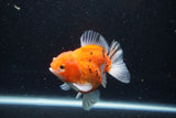 Thai Oranda  Calico 3.5 Inch (ID#1203To5b-101) Free2Day SHIPPING