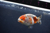 Juvenile Ranchu  Calico 3.5 Inch (ID#1217R9b-53) Free2Day SHIPPING