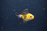 2Pack Thai Oranda   2 Inch (ID#1105ToPTD-8) Free2Day SHIPPING