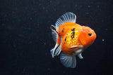 Thai Oranda  Calico 3.5 Inch (ID#1203To5b-101) Free2Day SHIPPING