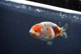 Juvenile Ranchu  Calico 3.5 Inch (ID#1217R9b-53) Free2Day SHIPPING