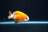 Juvenile Ranchu  Red White 2.5 Inch (ID#404R9b-56) Free2Day SHIPPING