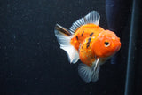 Thai Oranda  Calico 3.5 Inch (ID#1203To5b-101) Free2Day SHIPPING