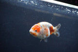 Juvenile Ranchu  Calico 3.5 Inch (ID#1217R9b-53) Free2Day SHIPPING