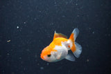 2Pack Thai Oranda   2 Inch (ID#1105ToPTD-8) Free2Day SHIPPING