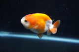 Juvenile Ranchu  Red White 2.5 Inch (ID#404R9b-56) Free2Day SHIPPING