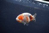 Juvenile Ranchu  Calico 3.5 Inch (ID#1217R9b-53) Free2Day SHIPPING