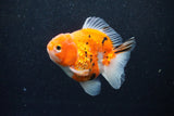 Thai Oranda  Calico 3.5 Inch (ID#1203To5b-101) Free2Day SHIPPING