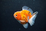 Thai Oranda  Calico 3.5 Inch (ID#1203To5b-101) Free2Day SHIPPING