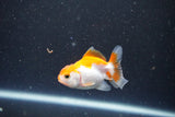 2Pack Thai Oranda   2 Inch (ID#1105ToPTD-8) Free2Day SHIPPING