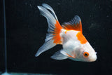 Ryukin Longtail Red White 5 Inch (ID#1015Ry7b-5) Free2Day SHIPPING