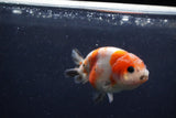 Juvenile Ranchu  Calico 3.5 Inch (ID#1217R9b-53) Free2Day SHIPPING