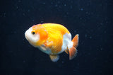 Juvenile Ranchu  Red White 2.5 Inch (ID#404R9b-56) Free2Day SHIPPING