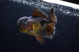 Thai Oranda  Chocolate 5 Inch (ID#304T5c-84) Free2Day SHIPPING