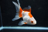 Ryukin Longtail Red White 5 Inch (ID#1015Ry7b-5) Free2Day SHIPPING