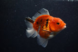 Thai Oranda  Calico 3.5 Inch (ID#1203To5b-101) Free2Day SHIPPING