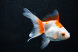 Ryukin Longtail Red White 5 Inch (ID#1015Ry7b-5) Free2Day SHIPPING