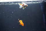 2Pack Thai Oranda   2 Inch (ID#1105ToPTD-9) Free2Day SHIPPING