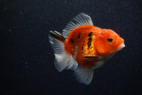 Thai Oranda  Calico 3.5 Inch (ID#1203To5b-101) Free2Day SHIPPING