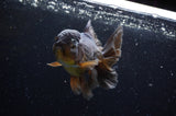 Thai Oranda  Chocolate 5 Inch (ID#304T5c-84) Free2Day SHIPPING